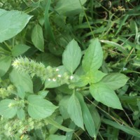 Ocimum americanum L.